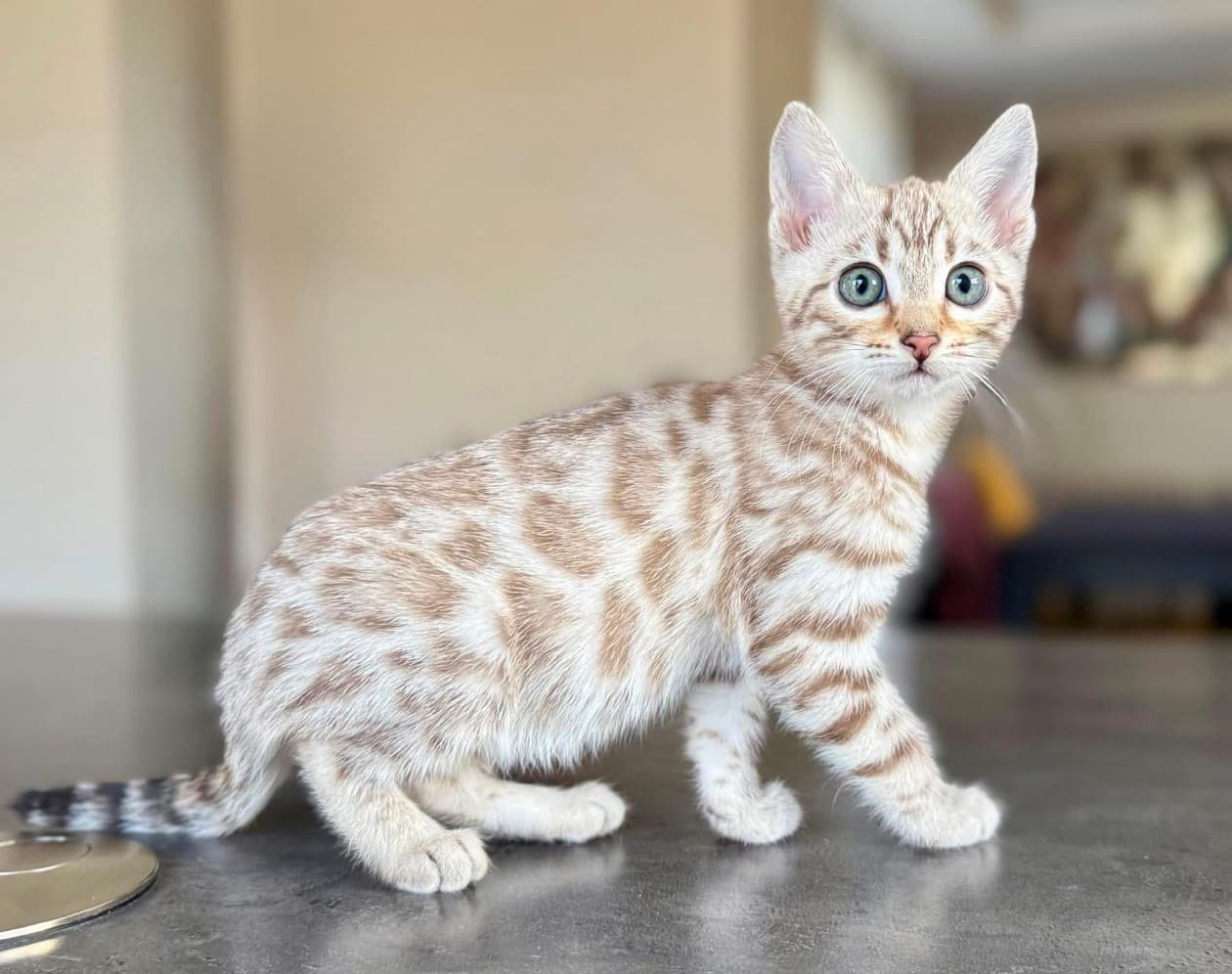Nala, a Bengal kitten