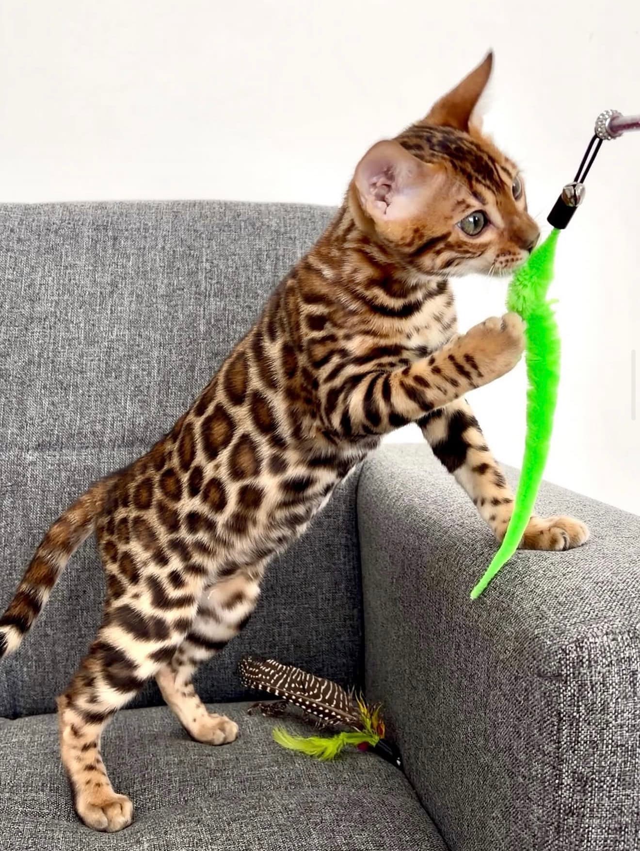 Kitani, a Bengal kitten