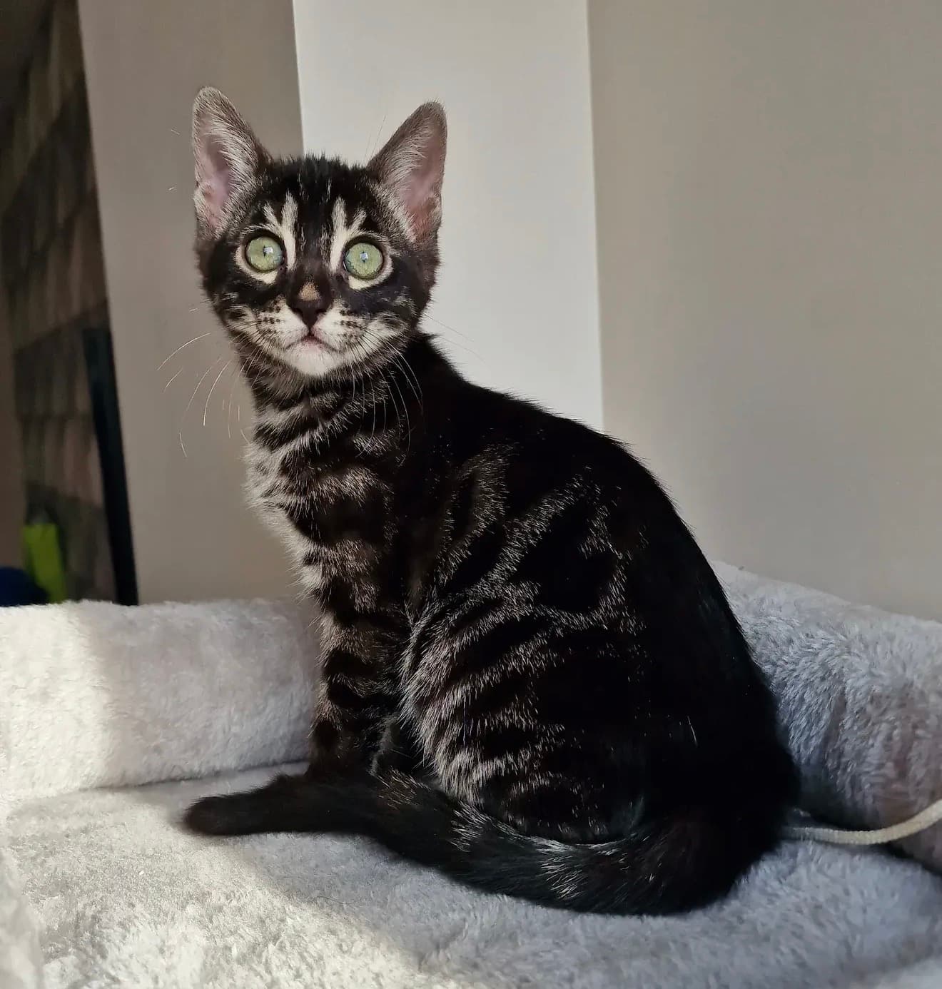 Nala, a Bengal kitten kitten