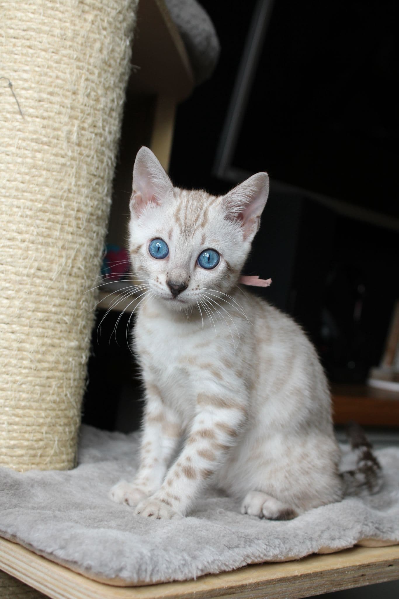 Wendy, a Bengal kitten