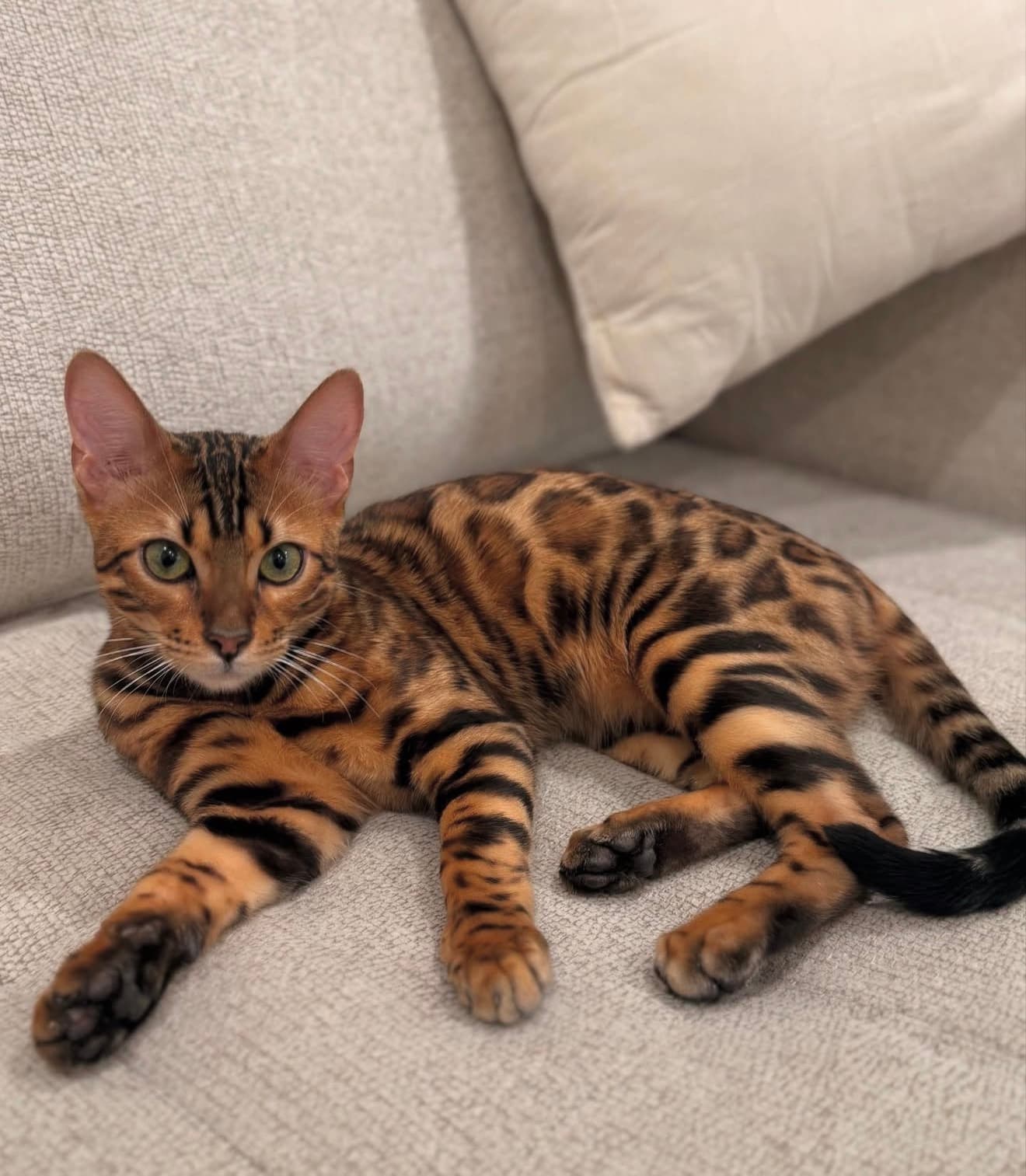Leo, a Bengal kitten
