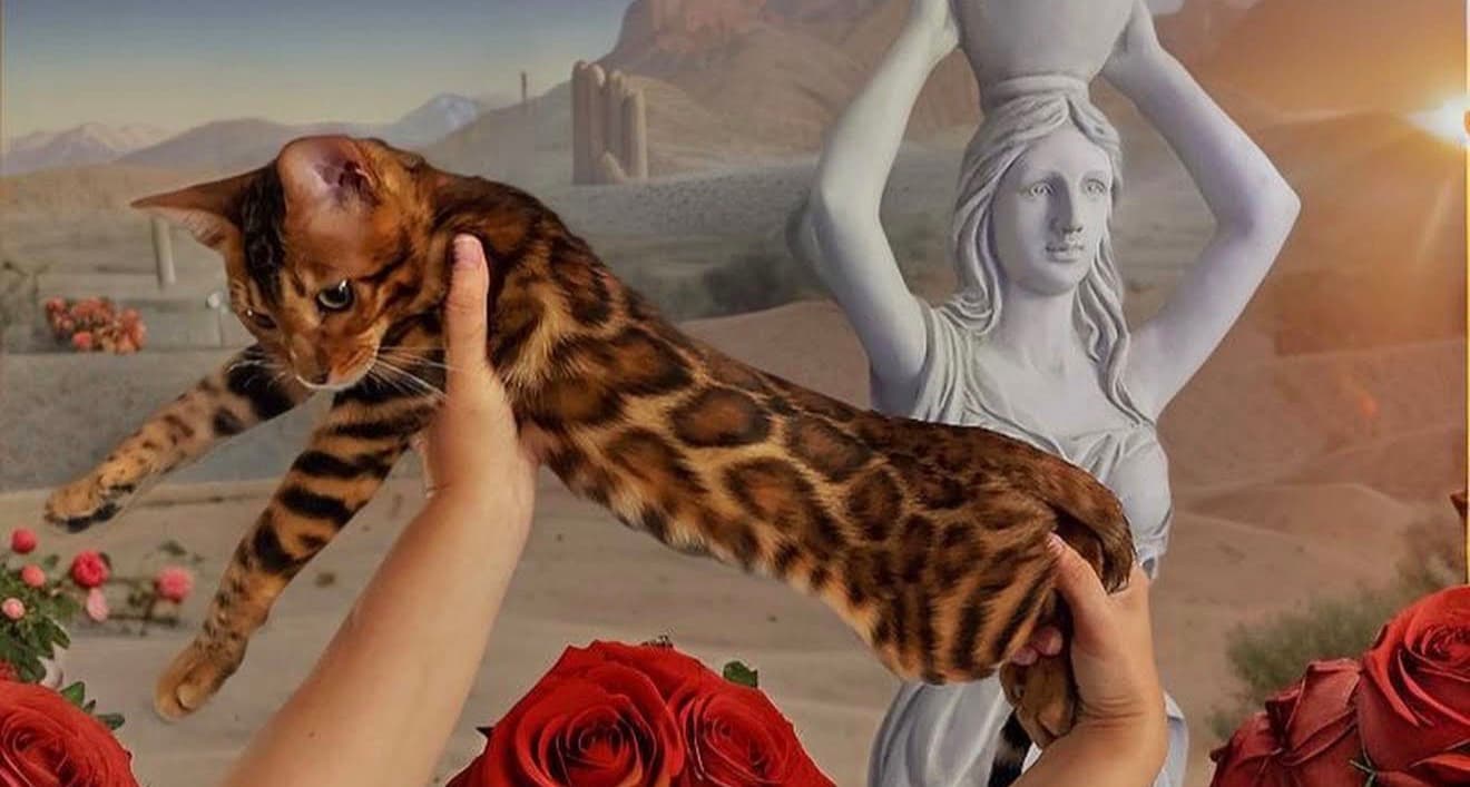 Blossom 🌸, a Bengal kitten