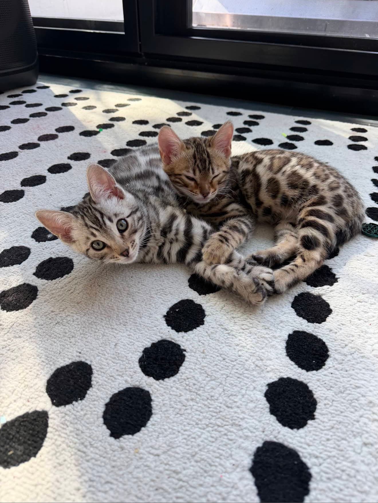 Jasper and Nova, a Silver and snow sepia kitten